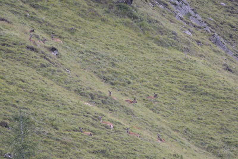 cervi nel parco nazionale svizzero